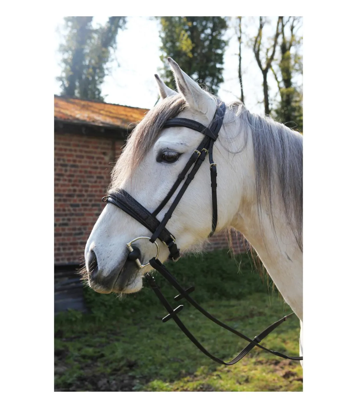 Bridon Shiny avec frontal et muserolle en crystal fabric - JMR PRO