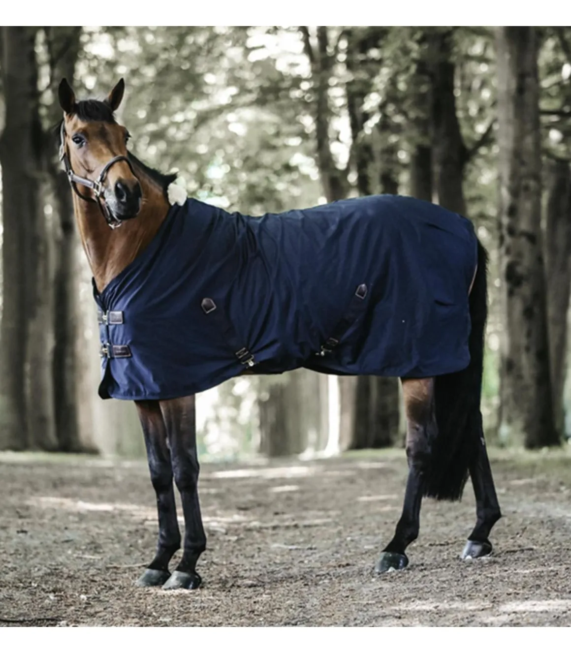 Chemise coton - Kentucky