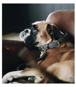 Collier pour chien en nylon tressé - Kentucky