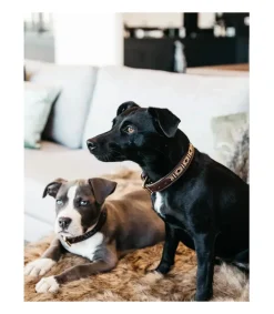 Collier pour chien Perles - Kentucky