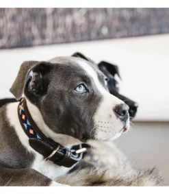 Collier pour chien Perles - Kentucky