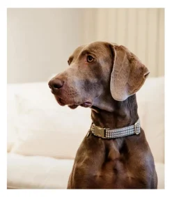 Collier pour chien Pied-de-poule - Kentucky