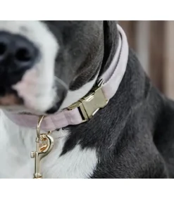 Collier pour chien Velvet - Kentucky