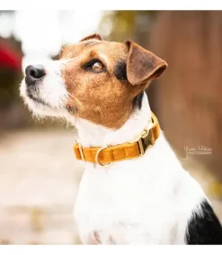 Collier pour chien Velvet - Kentucky