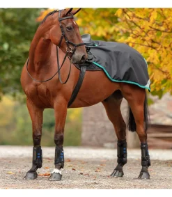 Couvre-reins Amigo Competition Sheet Horseware