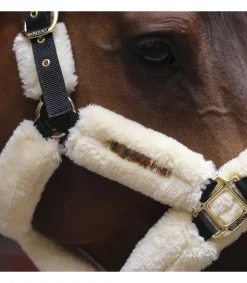 Licol de transport avec mouton - Kentucky