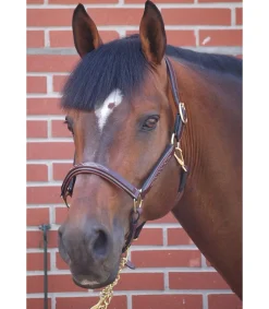 Licol en cuir Anglais Dy'on collection