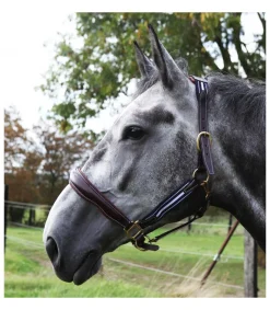 Licol en cuir et élastique Ralph - JMR PRO