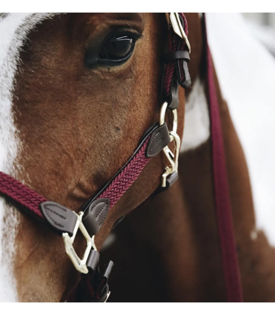 Licol en nylon tressé - Kentucky