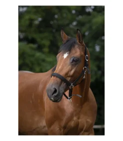 Licol NORTON - Doublé néoprène