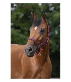 Licol NORTON - Doublé néoprène