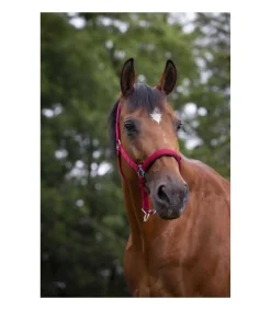 Licol NORTON - Doublé néoprène