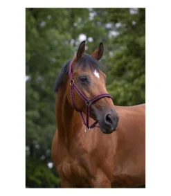 Licol NORTON - Doublé néoprène