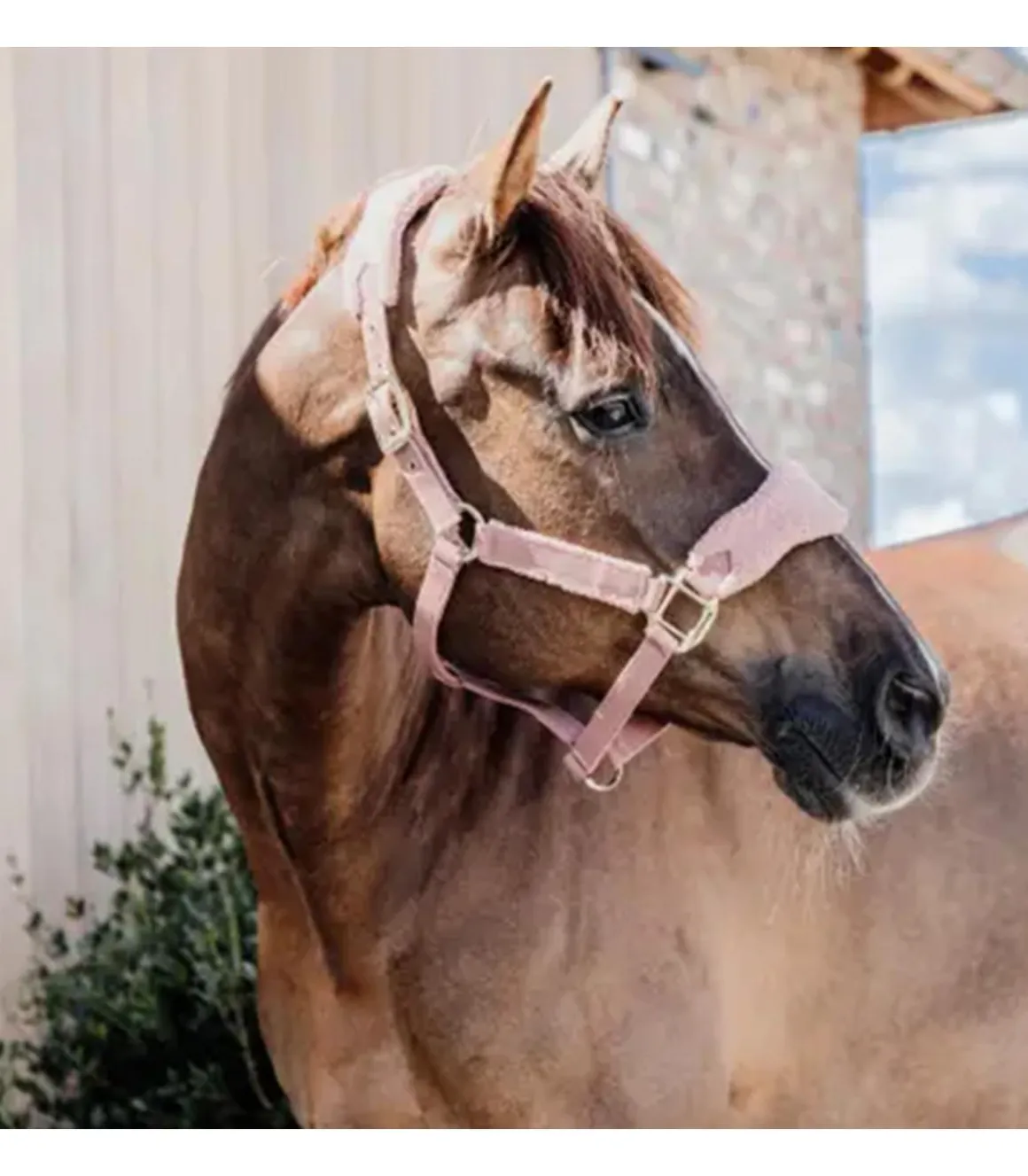 Licol Teddy Fleece - Kentucky