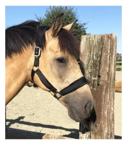 Licol Velvet - Equestre